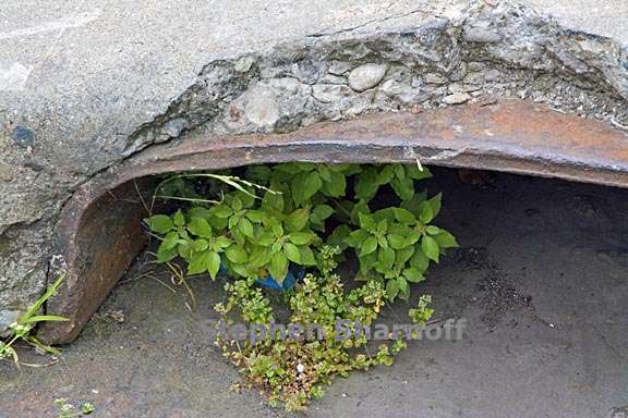 culvert with plant 1 graphic
